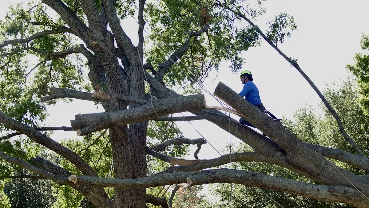Professional Crown Thinning performed by certified arborists in Stewarts Point